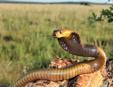 Miniatura: Najbardziej jadowity wąż świata? Będziesz...