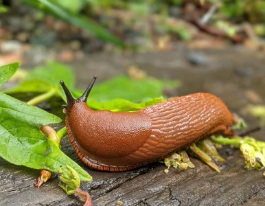 Miniatura: 3 łyżeczki na litr wrzątku i ślimaki...