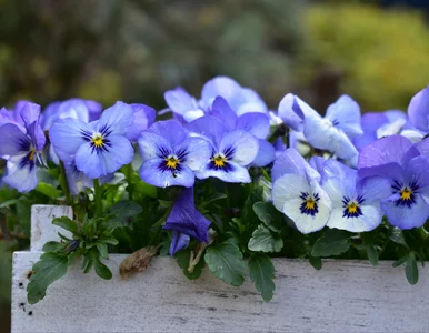 Miniatura: Wlej pod bratki. Będą kwitły w nieskończoność