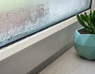 Miniatura: Wsyp to do miseczki i postaw na parapecie....