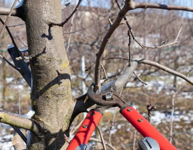 Miniatura: Styczniowe cięcie może zaszkodzić. Te...