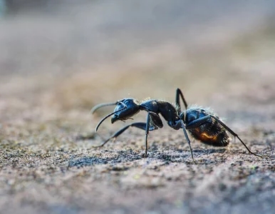 Miniatura: Zblenduj 10 ząbków z litrem gorącej wody....
