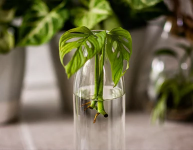 Miniatura: Te rośliny rosną jak szalone! Efekt w...