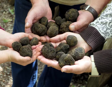 Miniatura: Niepozorne, ale ekstremalnie drogie grzyby...