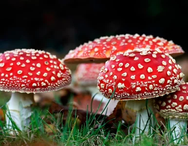 Miniatura: Podała rodzinie grzyby na obiad. Trzy...