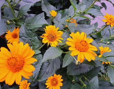 Miniatura: Wrzucam szpadlem na rabatę – to wystarczy,...