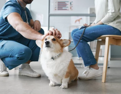 Miniatura: 500 plus na psa i kota. To ostatni moment...