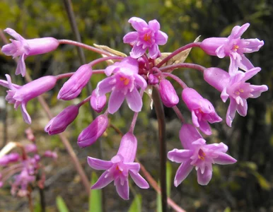 Miniatura: Posadź w ogrodzie i zapomnij o problemie....