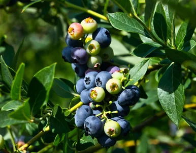 Miniatura: Zrób to w październiku, a borówka będzie...