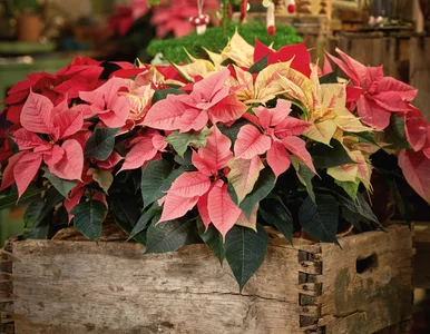 Miniatura: Najpiękniejsza roślina świąt, a jednak...