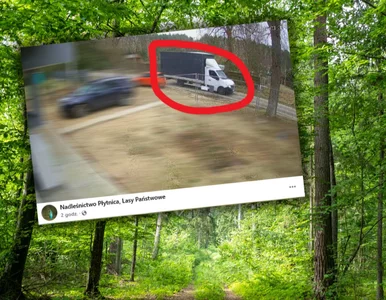 Miniatura: Zdjęcia nadleśnictwa obiegły sieć....