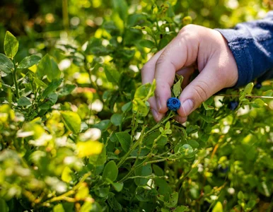 Miniatura: Czają się na jagodach, są niewidoczne i...