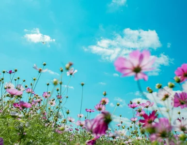 Miniatura: Eksperymentalna prognoza pogody dla...