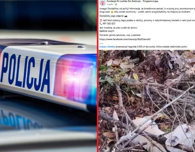 Miniatura: Wstrząsające odkrycie grzybiarzy. Litewka...