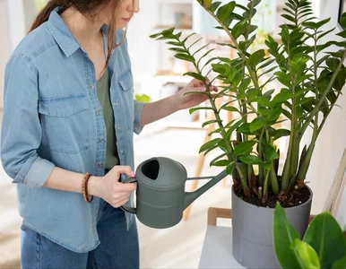 Miniatura: Wystarczy jeden duży ziemniak, by...