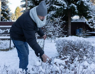 Miniatura: Likwidacja ogrodów działkowych...