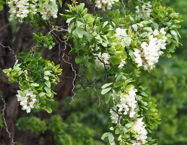 Miniatura: Rośnie w całej Polsce i bardzo szkodzi....