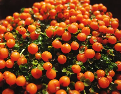 Miniatura: Obsypana „koralikami”, wygląda jak...