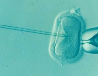 Miniatura: Naukowcy stworzyli komórkę jajową z...