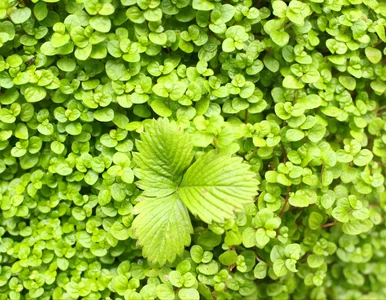 Miniatura: Wysiej to zamiast trawy. Maja Popielarska...