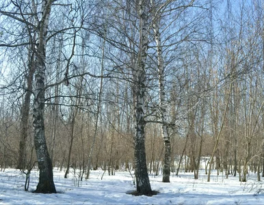 Miniatura: Prognoza na ferie zimowe. Mróz odpuści...