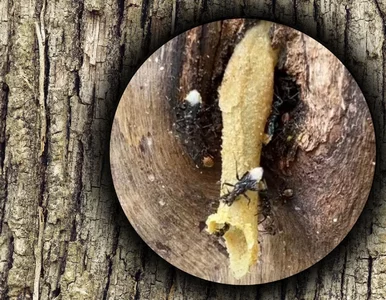 Miniatura: Zabójca z żywicą na nogach. Tak pluskwa...