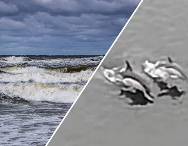 Miniatura: „Prezent od natury”. To nie Wodne Renifery...