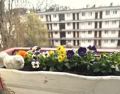 Miniatura: Ogrodnicy robią to od razu po posadzeniu...