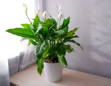 Miniatura: Wsypuję do wody i podlewam. Skrzydłokwiat...