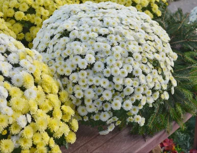 Miniatura: Wszystkich Świętych coraz bliżej. Tyle...