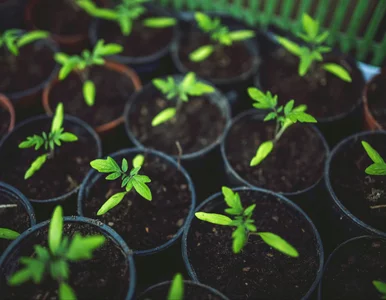 Miniatura: Siejesz pomidory w marcu? Jeden błąd...