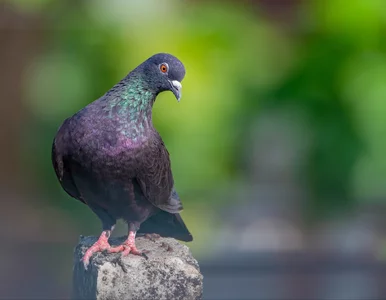 Miniatura: Kraków walczy z „latającymi szczurami”....