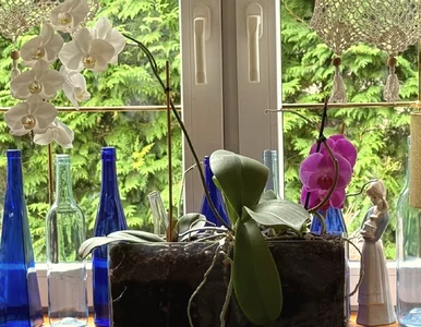 Miniatura: Wlej to do storczyka raz w miesiącu....