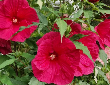 Miniatura: Ten krzew zakwita latem i nie przestaje aż...