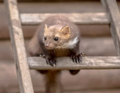 Miniatura: Kuny hałasują nocą i niszczą dach? Oto jak...