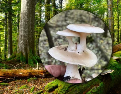 Miniatura: Niecodzienne znalezisko wśród mchów....