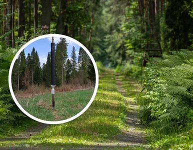 Miniatura: Turyści w lasach powinni uważać. Te...