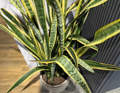 Miniatura: Wysuszyć, zmielić i dodać do ziemi....