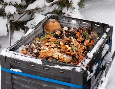 Miniatura: Wlej to do kompostownika jeszcze zimą....