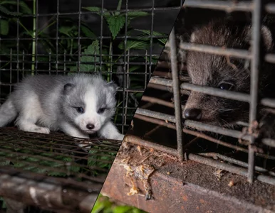 Miniatura: Biznes dla garstki osób, cierpienie dla...
