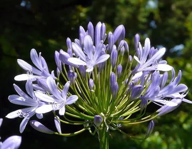 Miniatura: Ogrodowy hit 2025. Posadź i zachwyć...