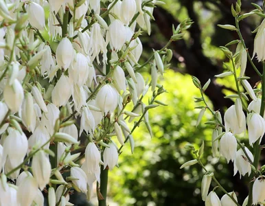 Miniatura: Juka ogrodowa przekwitła? W sierpniu...