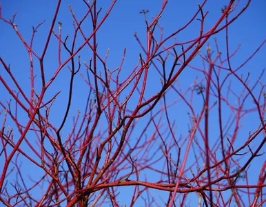 Miniatura: Posadź je wiosną, a będziesz sobie...