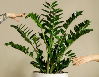 Miniatura: Wlej to do doniczki, a zamiokulkas odżyje...