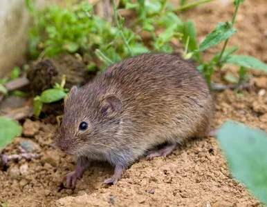 Miniatura: Nornice niszczą trawniki i drzewa? Oto...