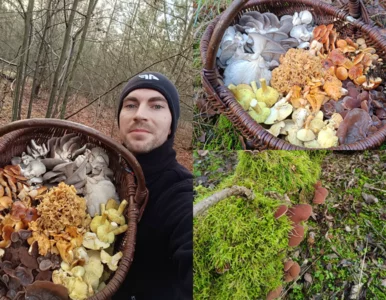 Miniatura: Grzyby w grudniu zaskakują. Pełne kosze z...
