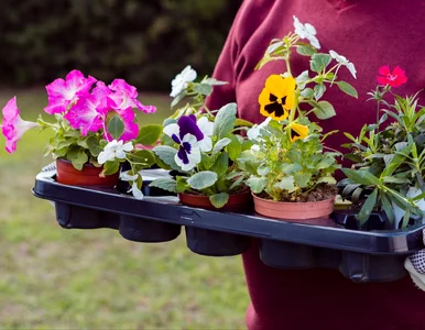 Miniatura: Posadź je razem w skrzynkach balkonowych....