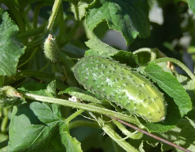 Miniatura: Pajęczynka na liściach ogórków? To sygnał...