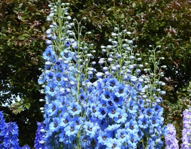 Miniatura: Posadź w ogrodzie na lata. Dwa kwitnienia...