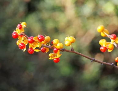 Miniatura: Masz ją w ogrodzie? Od 2027 roku będzie...